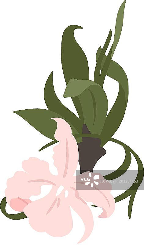 清新的鸢尾花图片素材