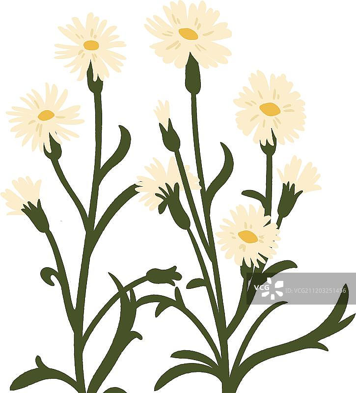 清新的雏菊图片素材