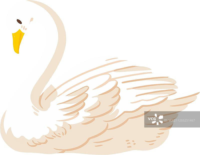 游动的白天鹅图片素材