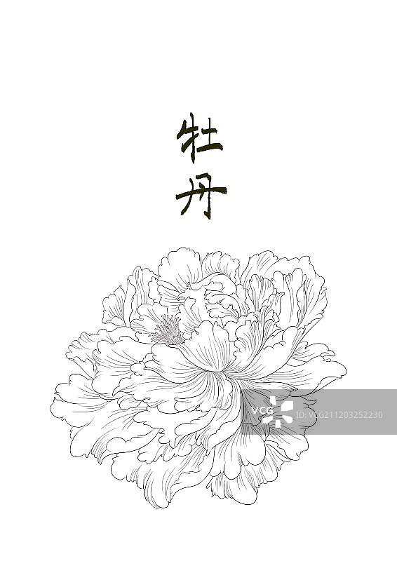 白描牡丹图片素材