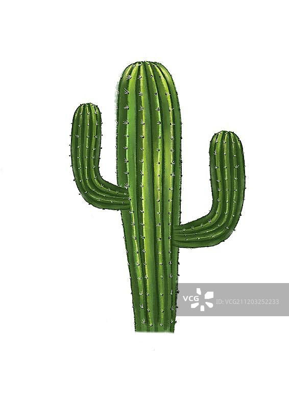 仙人掌柱图片素材