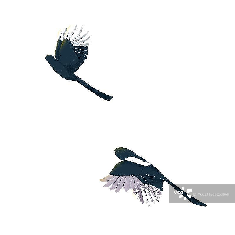 飞翔两只喜鹊图片素材