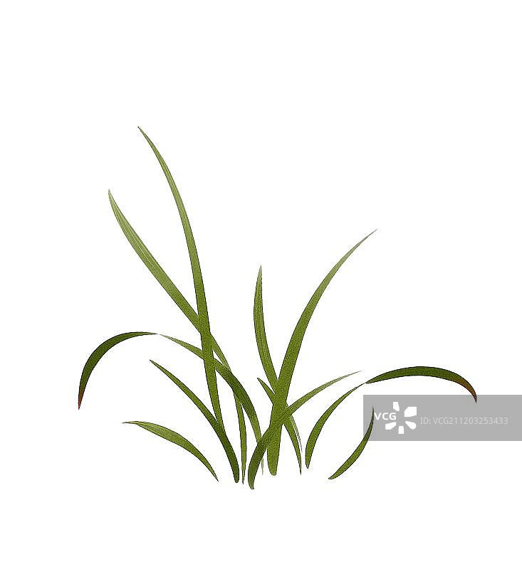 水彩兰花图片素材