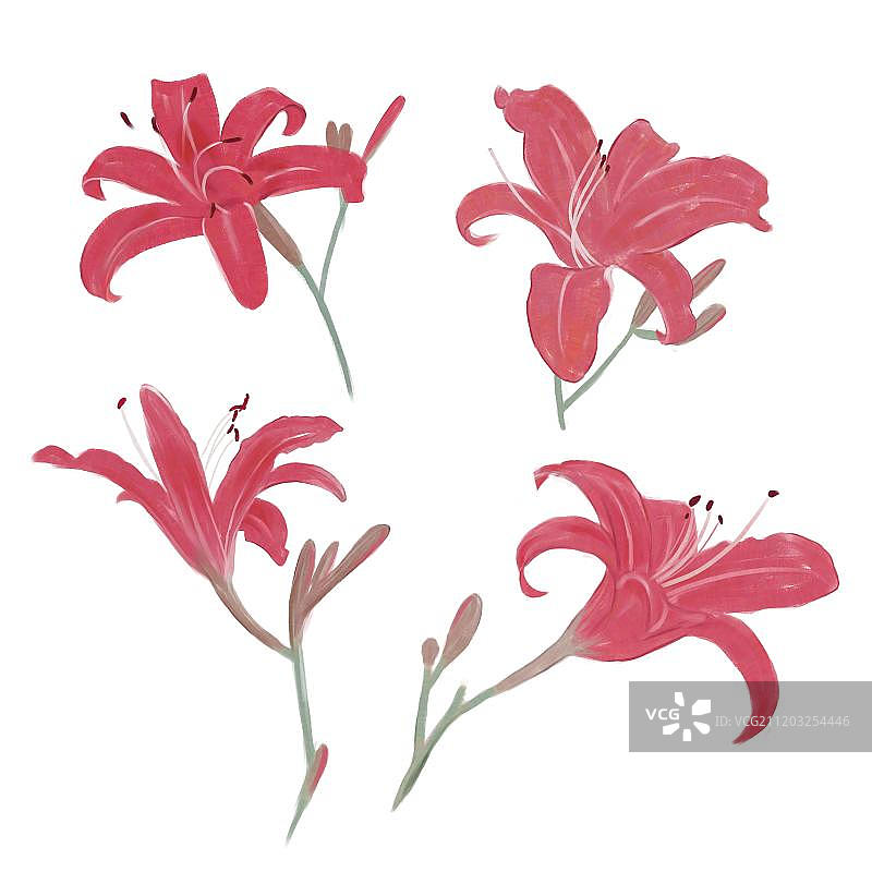 萱草图片素材