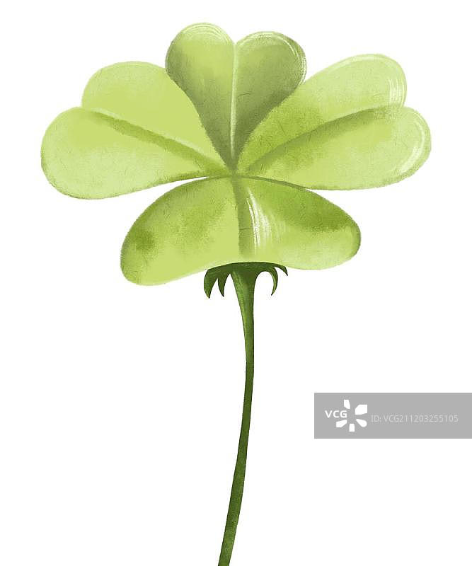 浅绿色的四叶草图片素材