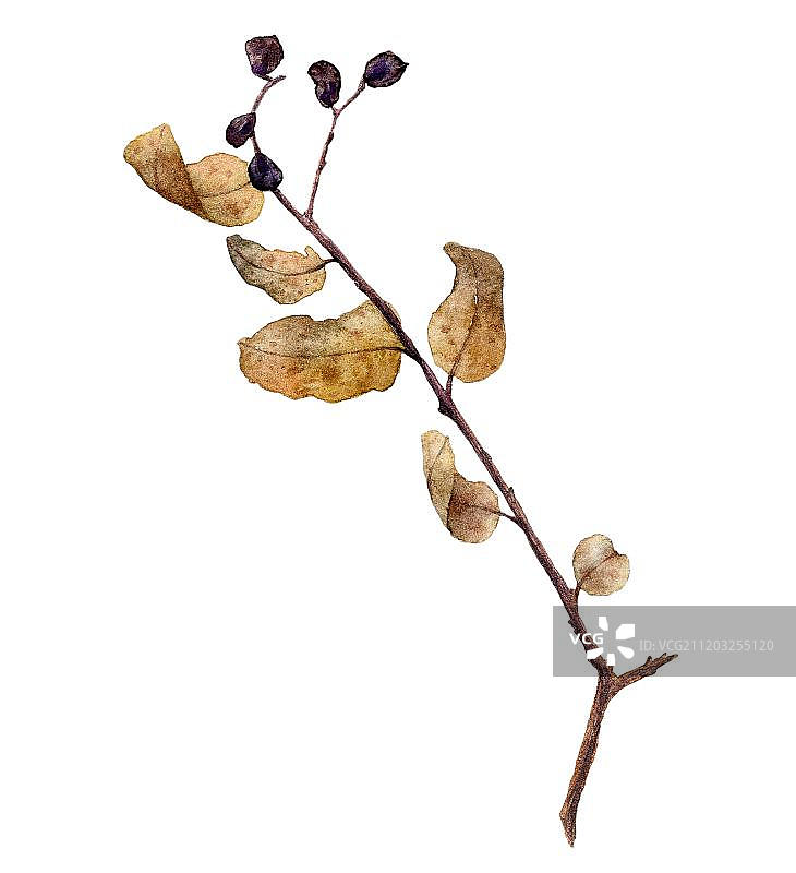 干枯的枝叶图片素材