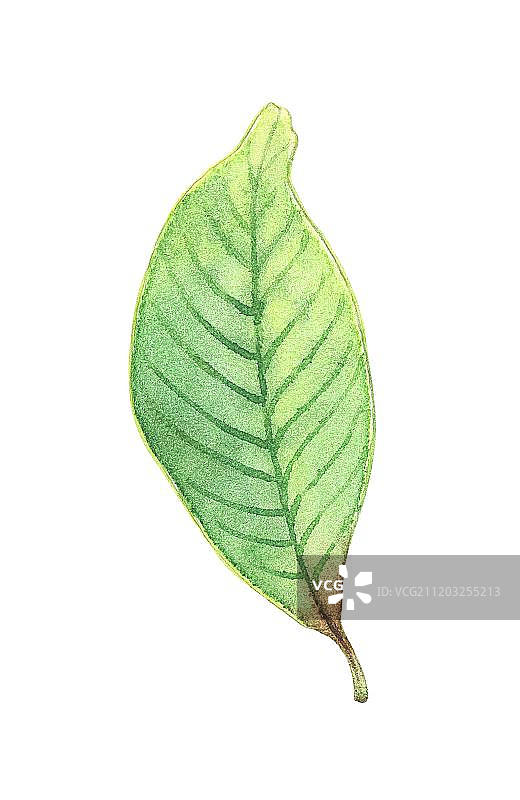 嫩绿的叶子图片素材