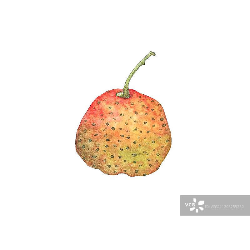 新鲜熟透的山楂图片素材