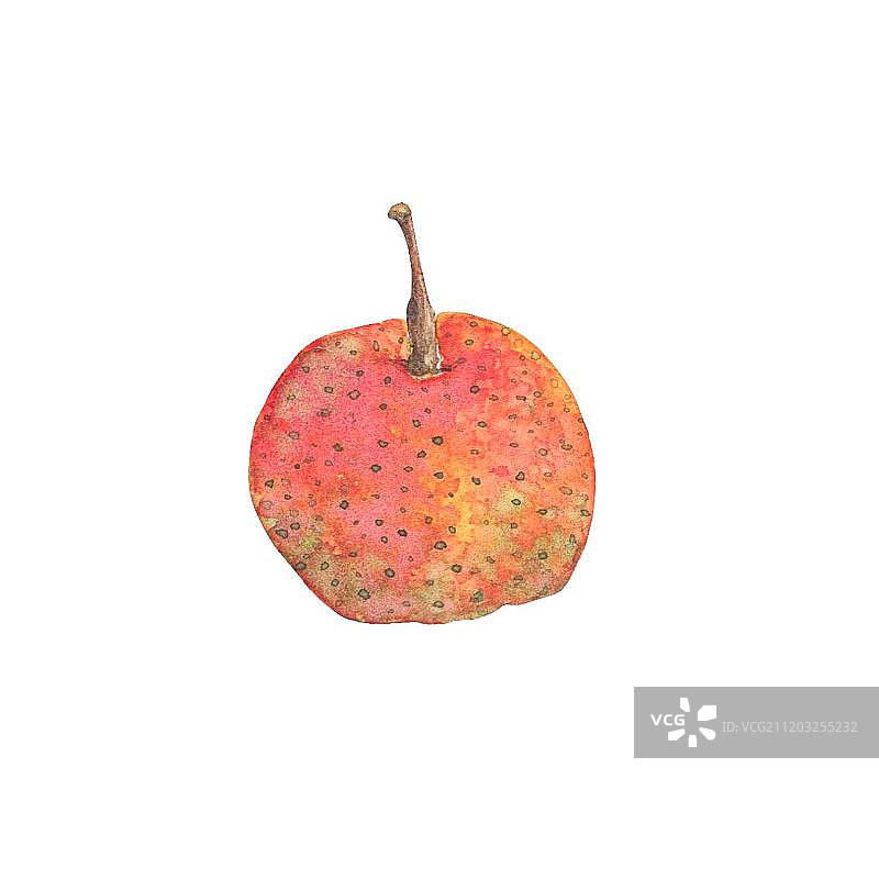 新鲜熟透的山楂图片素材