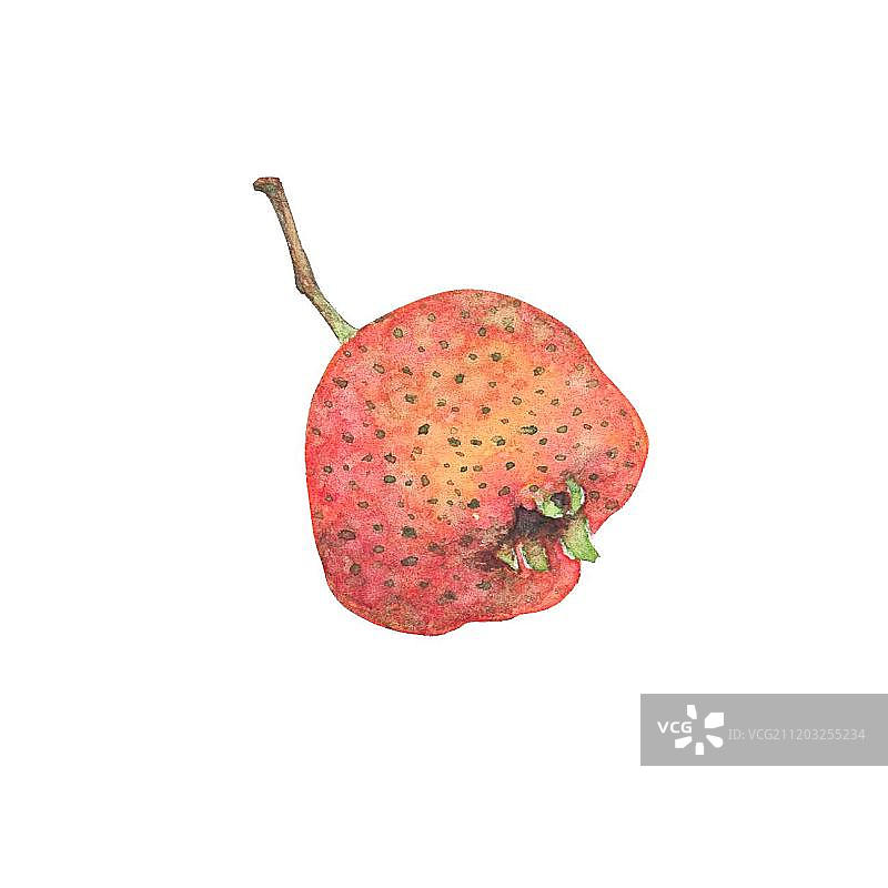 新鲜熟透的山楂图片素材