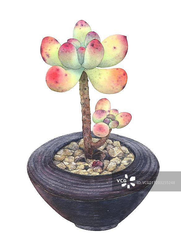 肥肥的多肉图片素材