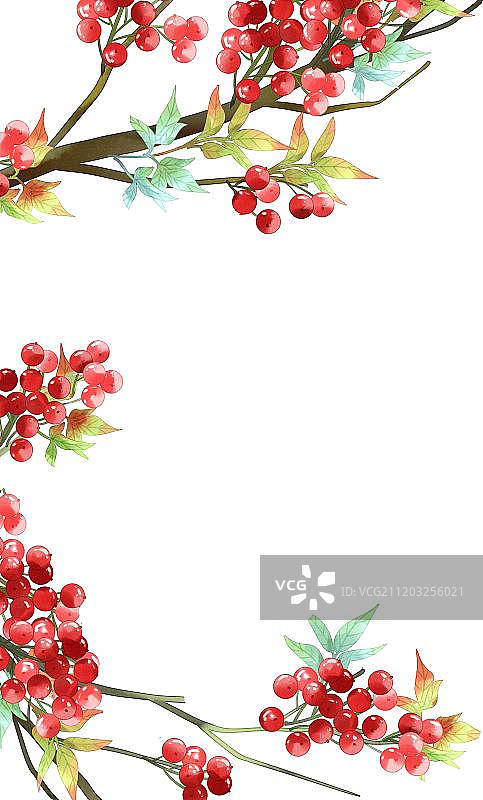 中国风红浆果图片素材