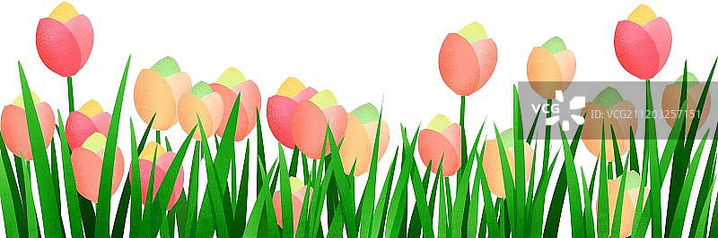 小清新风格郁金香花丛图片素材