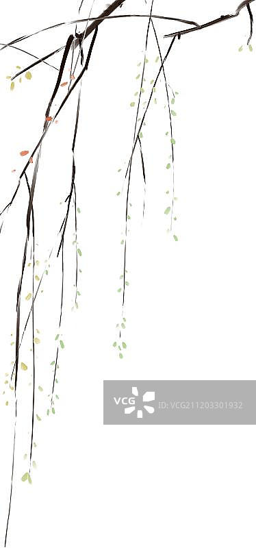 春天发芽的垂柳图片素材
