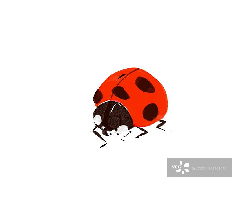 红色可爱昆虫金龟子图片素材