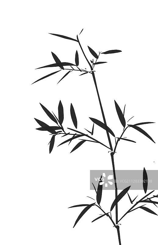 中国风水墨绿色竹子图片素材