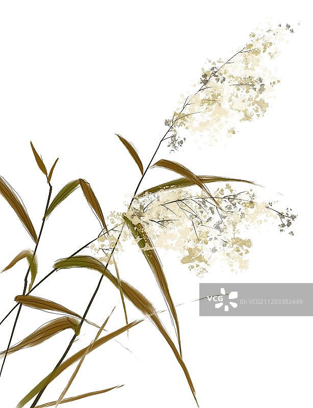 水墨画芦苇图片素材