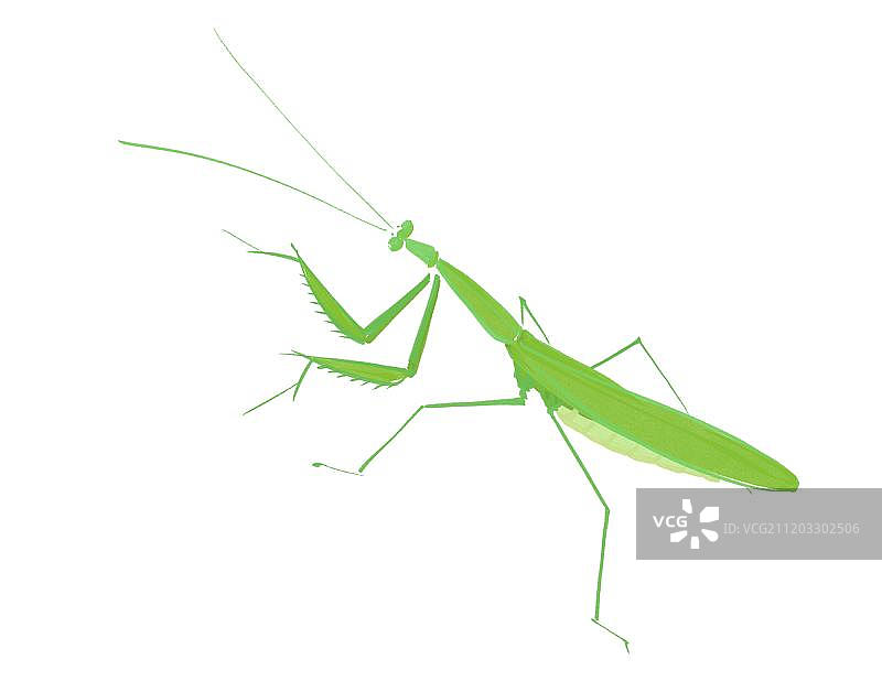一只绿色螳螂图片素材