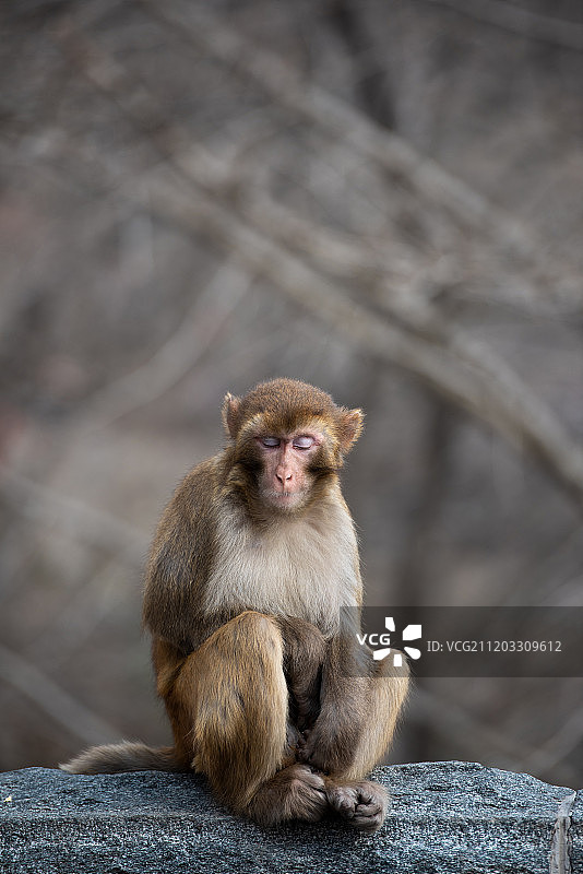 一只睡觉的猴子图片素材