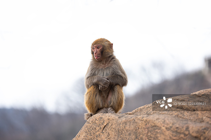 一只猴子图片素材