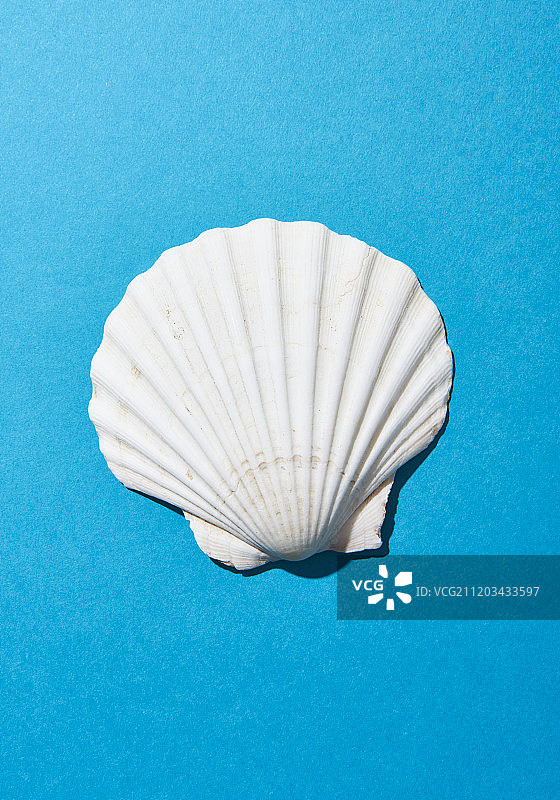 夏季主题与贝壳摄影作品图片素材