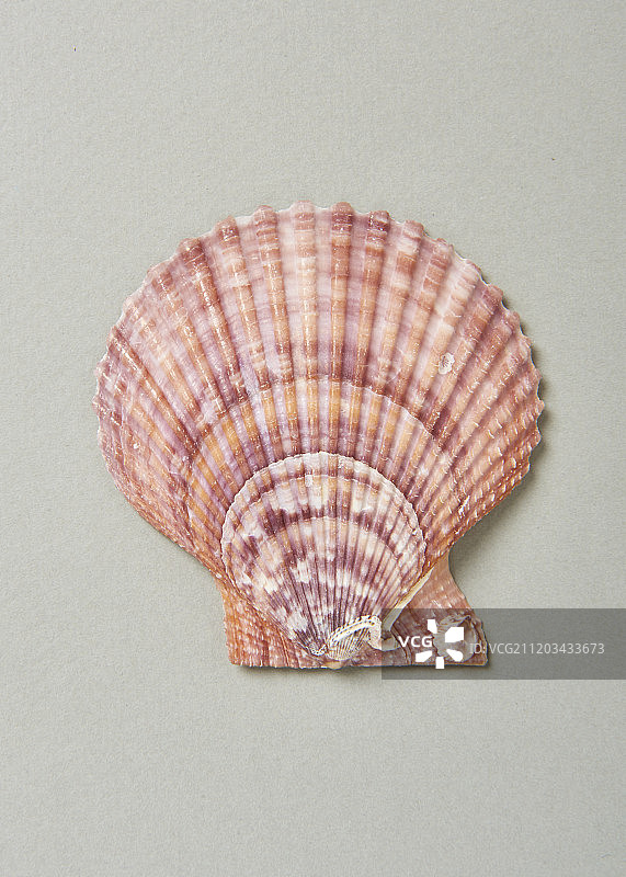 贝壳夏季概念摄影图片素材