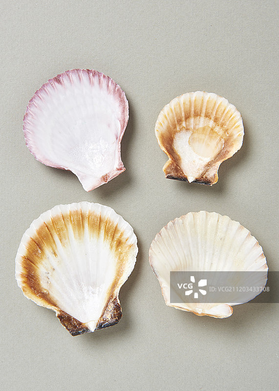 贝壳夏季概念摄影图片素材