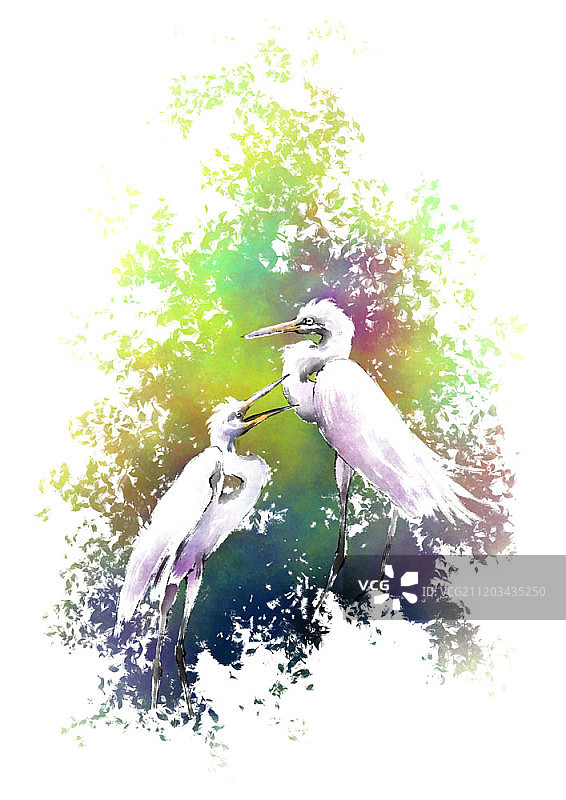 水彩鹭鸟插画图片素材