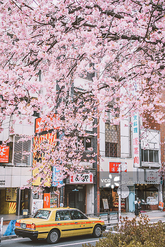 东京上野公园的樱花图片素材