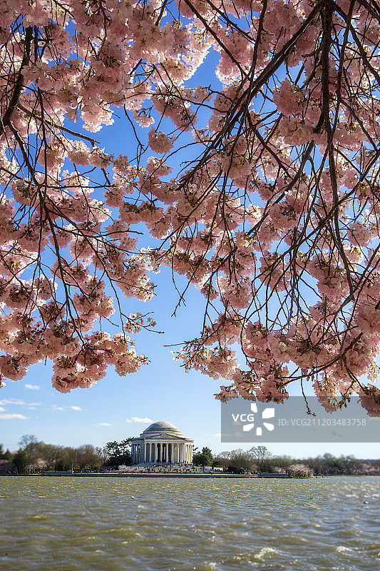 华盛顿樱花树下的杰佛逊纪念堂图片素材