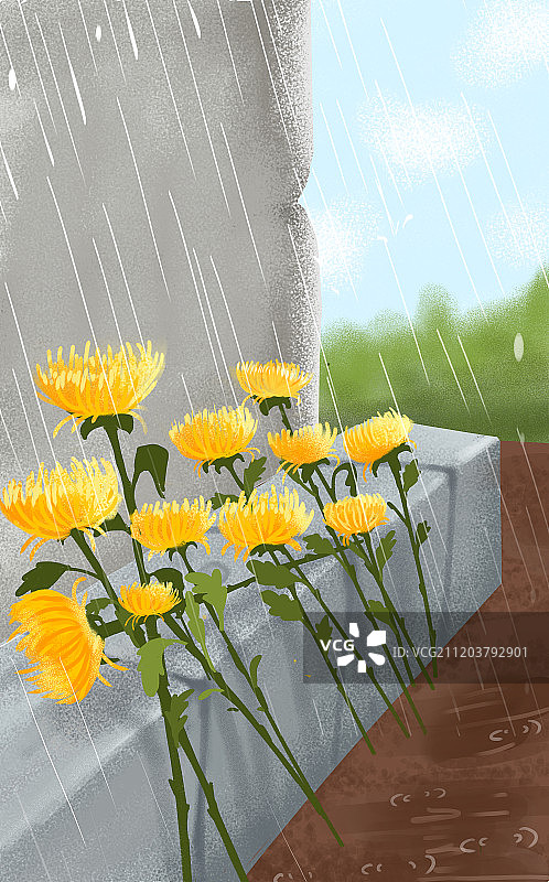 清明菊花图片素材