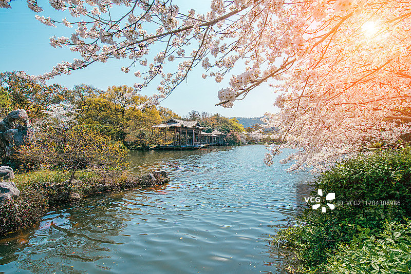 杭州西湖花港观鱼春季的樱花图片素材