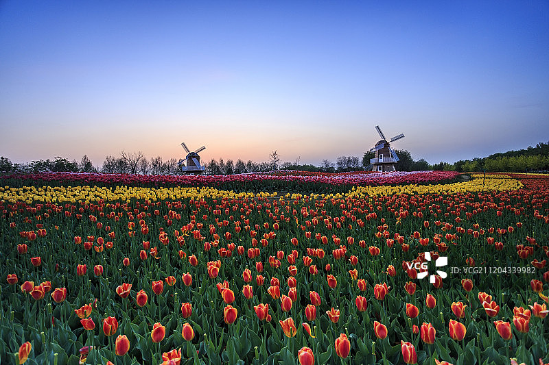 郁金香图片素材