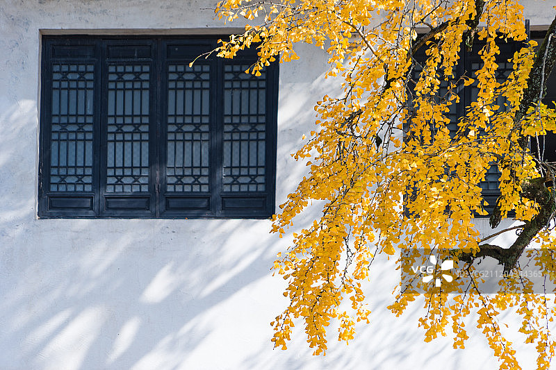 秋天银杏黄了图片素材