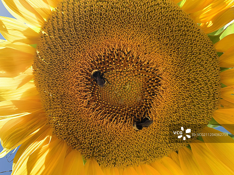 两只在向日葵上采蜜的蜜蜂图片素材