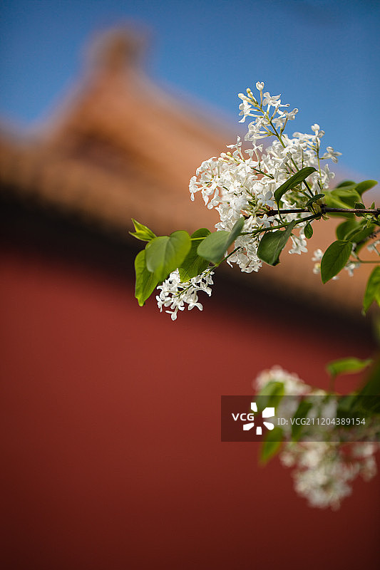 故宫的花图片素材