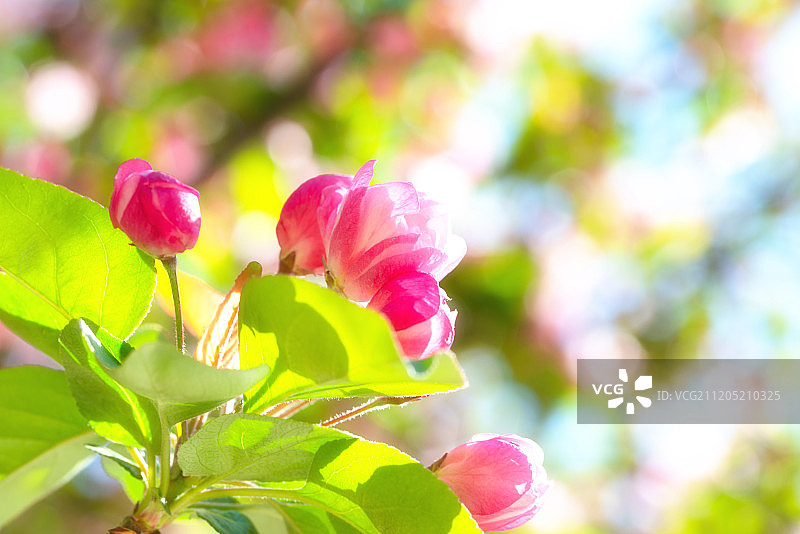 天津大学海棠花盛开图片素材