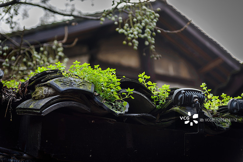 磁器口古镇图片素材