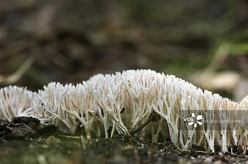 珊瑚菌（Ramaria sp.），安卡尼尼诺菲，马达加斯加，非洲图片素材