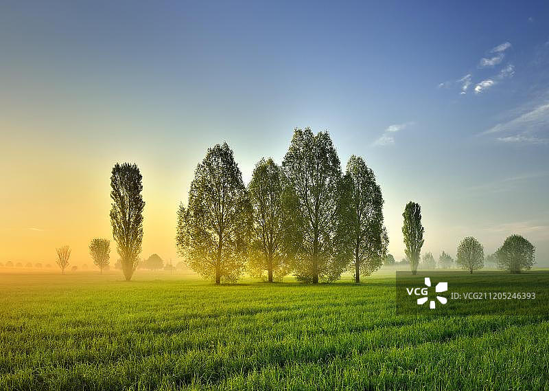 翁斯特鲁特河谷的清晨：绿草地上白杨树，晨雾，弗赖堡，萨克森-安哈尔特州，德国，欧洲图片素材