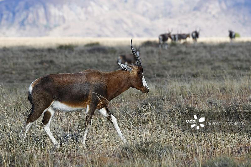 南非山斑马国家公园草地上行走的成年白面狷羚图片素材