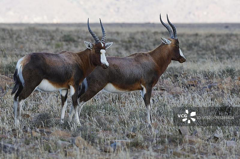 两只成年非洲南羚(Damaliscus pygargus phillipsi)站在开阔的草原上,保持警惕,位于南非东开普省山斑马国家公园,非洲图片素材