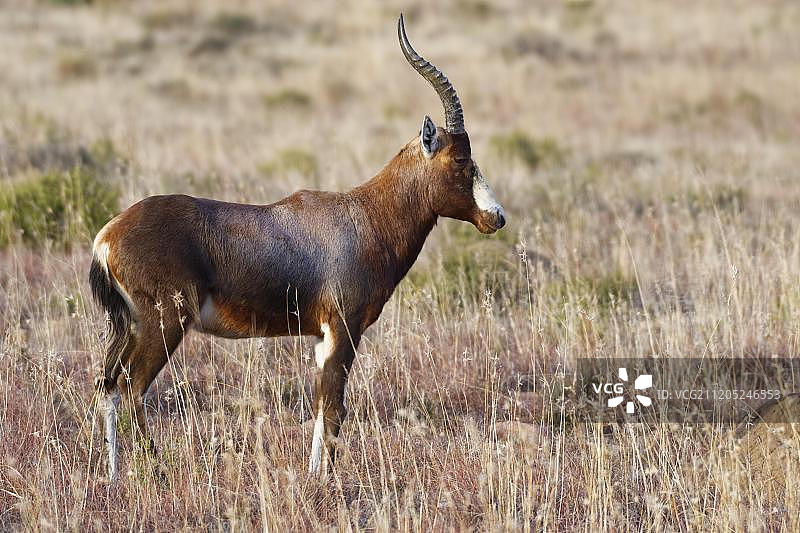 南非山斑马国家公园白斑羚图片素材