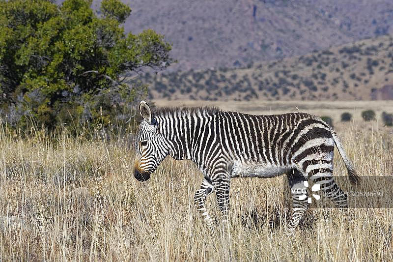 非洲山斑马国家公园的小山斑马驹图片素材