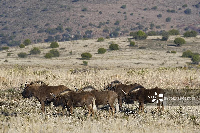 黑色角马（黑斑角马），小群，站在开阔的草原上，山斑马国家公园，东开普省，南非，非洲图片素材