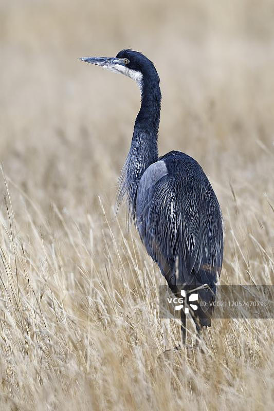 高高的干燥草丛中的成年黑头鹭，山斑马国家公园，南非东开普省图片素材