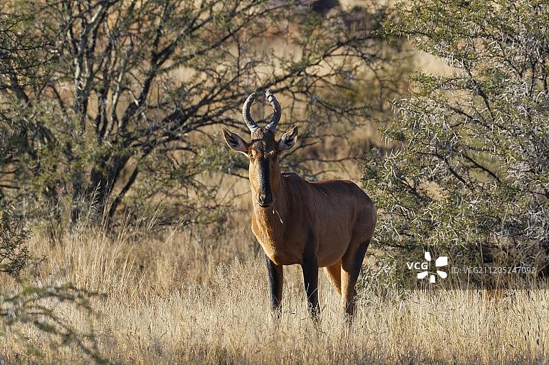 非洲东开普省山斑马国家公园的红狷羚图片素材