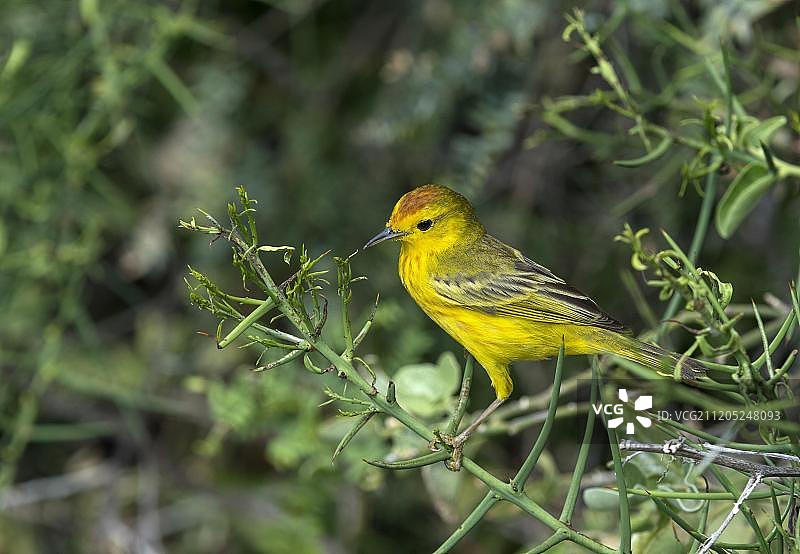 金色莺雀(Setophaga petechia aureola),雄性,弗洛雷纳岛,加拉帕戈斯群岛,厄瓜多尔,南美洲图片素材