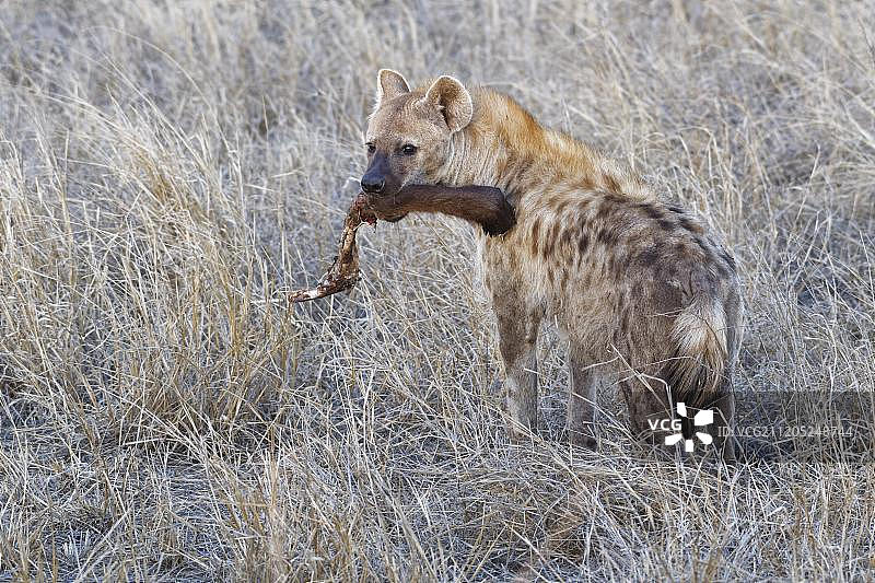 斑鬣狗，成年个体，口中叼肉，克鲁格国家公园，南非图片素材