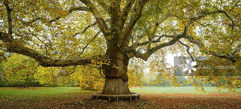 德国瑙姆堡公园里的悬铃木图片素材